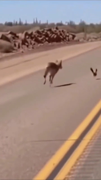 BEEP BEEP! Real-Life Coyote vs.Roadrunner Chase! #shorts#coyote #roadrunner#nature#wildlife#travel.