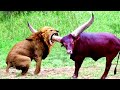 20 Times Animals Messed With The Wrong Opponent !