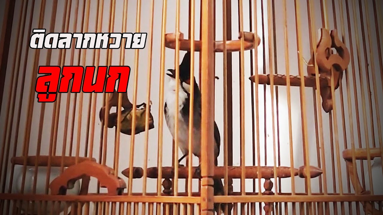 ลูกนก5 เดือนเปิดเพลง ลากหวาย วางสวย แกนดี น้ำเสียงดี