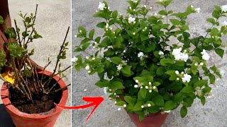 how to grow mogra jasmine plant in pot with update