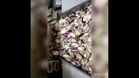 VIDEO SGUSCIATURA PISTACCHIO