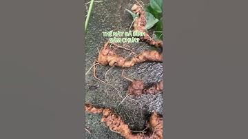 150g 4 củ Sâm rừng Lai Châu chất sâm siêu phẩm #sâm #samlaichau #samvietnam