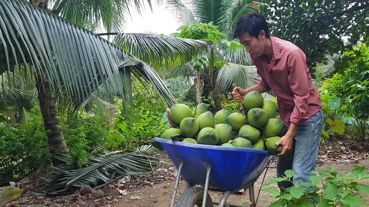 Pick the coconuts laden with fruit and feed them to the fish