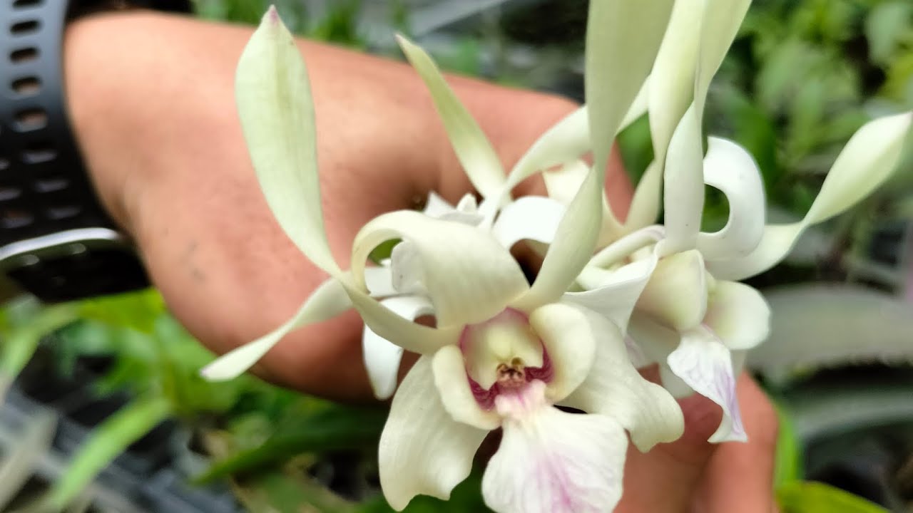 Dendrobium Rabbit promo dendrobium rabbit spatulata. wa 085648088911 - YouTube