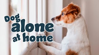 How to Teach Your Dog to Stay Home Alone
