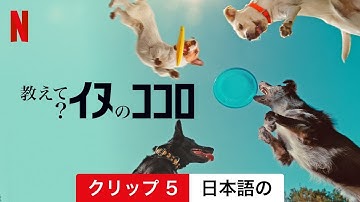 教えて? イヌのココロ (クリップ 5) | 日本語の予告編 | Netflix