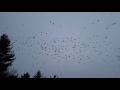 Huge murder of crows