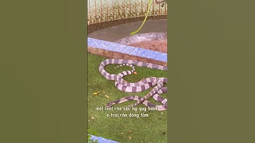 Cận cảnh rắn sọc dưa quý hiếm ở Trại Rắn Đồng Tâm Tỉnh Tiền Giang #tiengiang