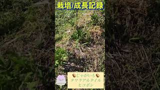 【 栽培/成長記録 】🥔じゃがいも🥔タワラアルタイルヒコボシ #whynotfarm #whynot #subscribe #farming #gardening #nature #diy