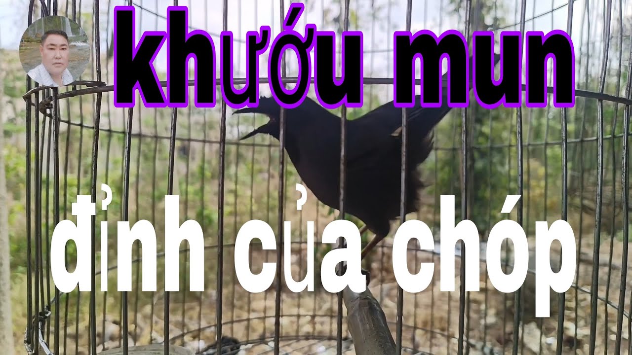 khướu mun hót đỉnh của chóp, hót là mê