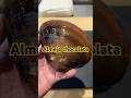Almeja chocolata