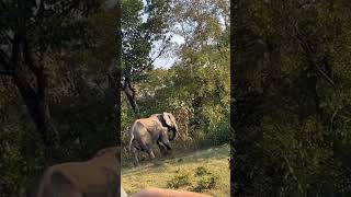 I Got Too Close To That Elephant In Ghana