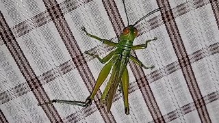 Walking Grhopper नकतड Animal Love Animal Care Bugs