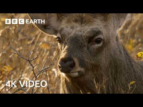 Tense Sika Deer Battle for Dominance | 4K UHD | Wild Japan | BBC Earth