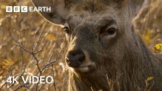 Tense A Deer Battle For Dominance 4K Uhd Wild Japan Bbc Earth