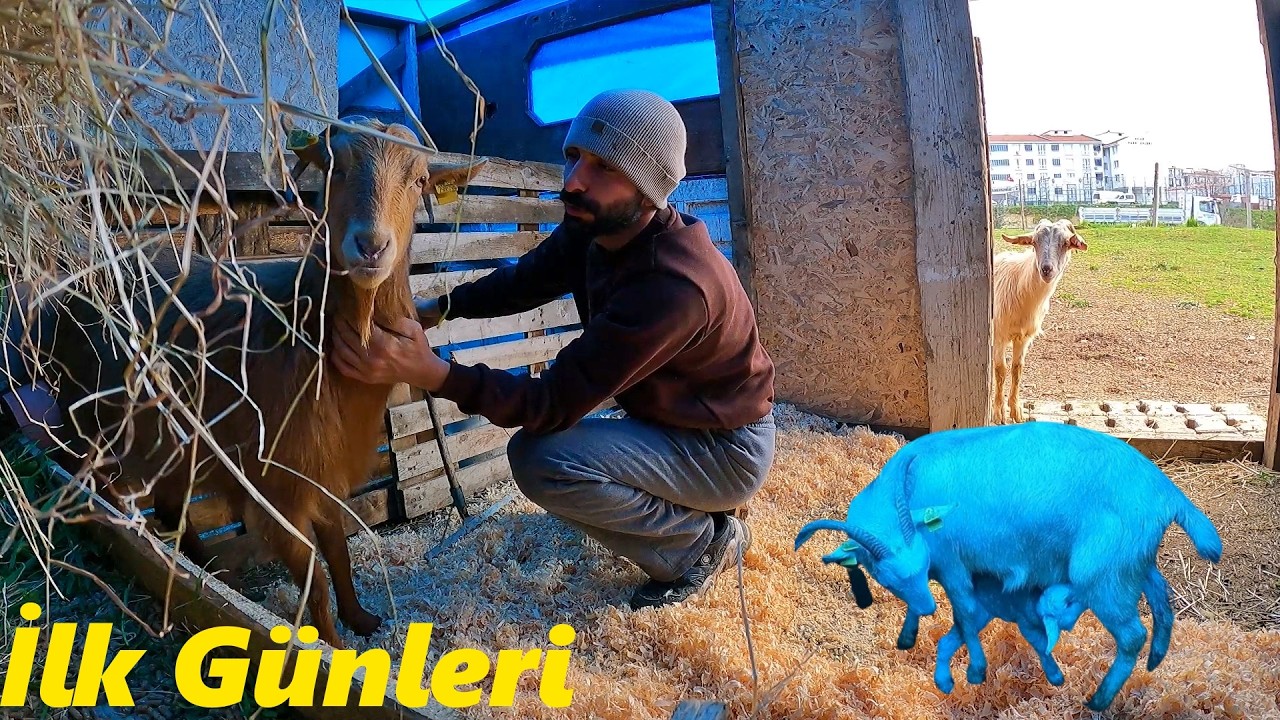 Ağaçları Yiyen Keçiler!-Ahır Terleme Yapmış!-Minik Keçi Süt Peşinde!#keçi #güvercin #tavuk