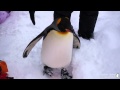 自分勝手な行動をするキングペンギン21番