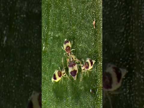 Так ухаживают самые маленькие. Микророман в микромире