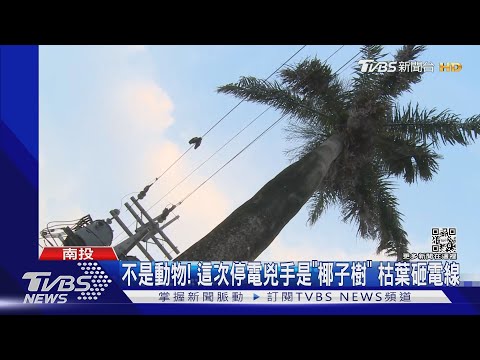 不是動物! 這次停電兇手是「椰子樹」 枯葉砸電線｜TVBS新聞