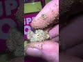 CBX TROPICANNA X JKDISTRO LEMON KUSH 🔥