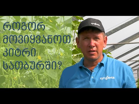 როგორ მოვიყვანოთ კიტრი სათბურში? კომპანია \"Syngenta\"-ს წარმომადგენლის რჩევები, ვიდეო 7