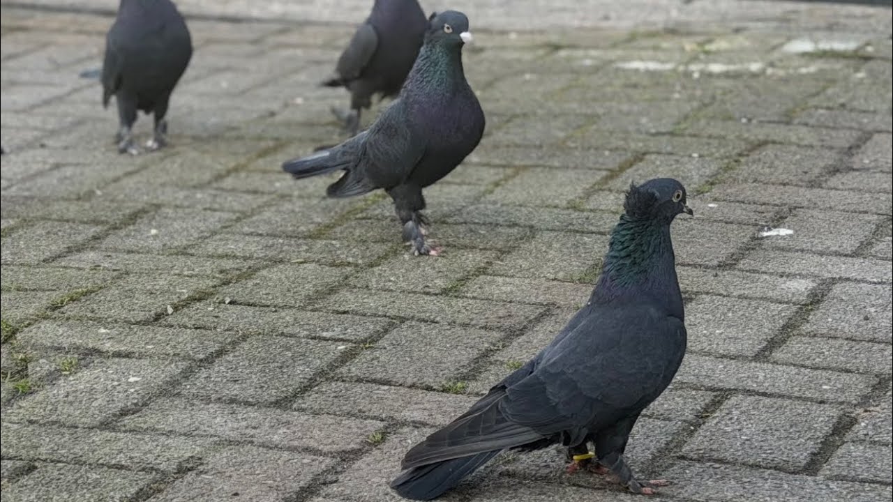 1 Haftada 6 Güvercini Kaybettik! Atmaca Saldırısı Sonrası Kümesin Son Durumu