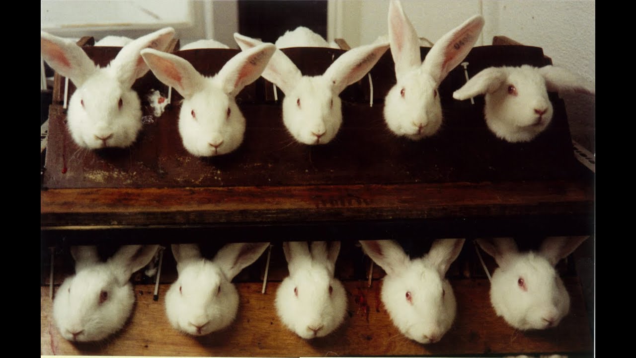 Inside a secrect cosmetic animal testing laboratory