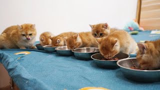 英短金渐层小奶猫排排坐吃饭饭，吃完就睡！