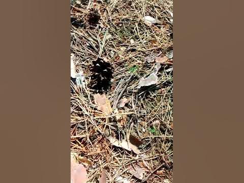шишки - YouTube