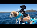 Vlog 4 catamarn con perros y boda en la playa