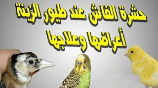 اخطار حشرة الفاش علي العصافير وطرق الوقايه ?