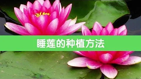 睡蓮花mp3 تحميل Download Mp4 Mp3