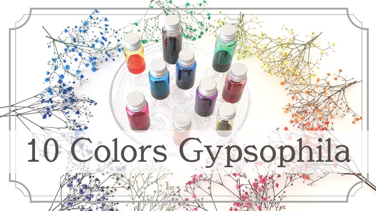 カラフルなかすみ草♡かすみ草を10色に染める！~10 Colors  Gypsophila ~