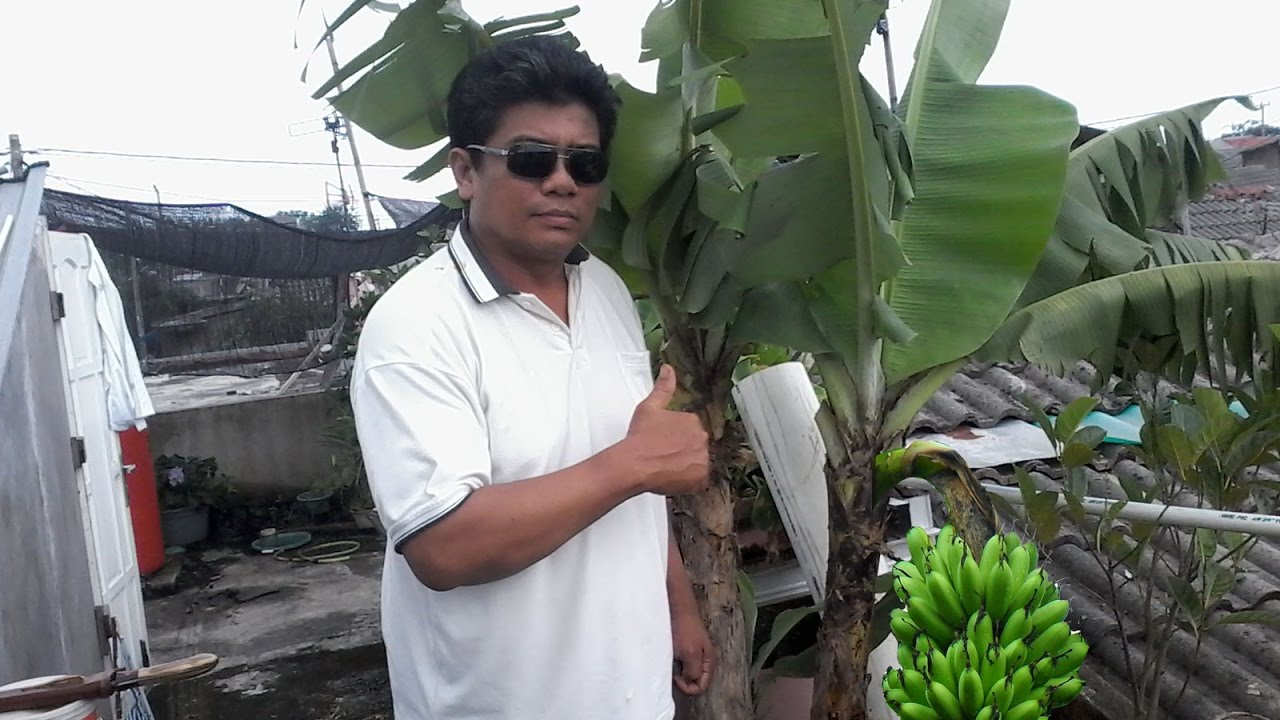 Yuk menanam pohon pisang dalam  pot  Tambulampot Pisang 