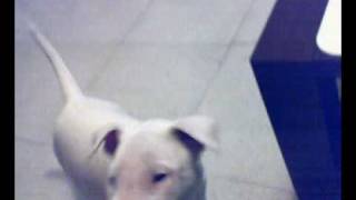Bullterrier An 3