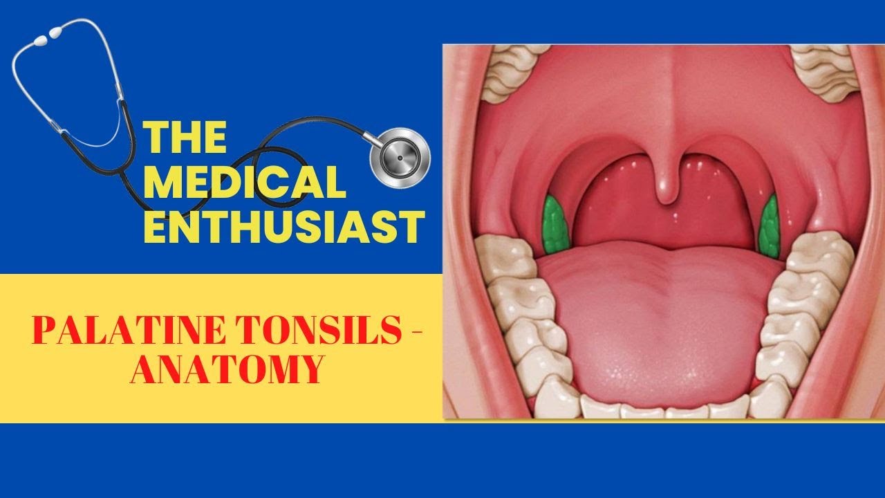 Palatine Tonsils Anatomy Youtube