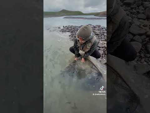 Releasing a GIANT