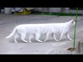 10 Abnormally Strange Cats That Actually Exist