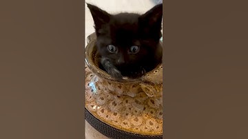 Adorable Kittens Perform Magic Trick!