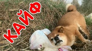 Сиба-ину ловит кайф! Собака мажется об вонючий пакет с мусором Сиба-ину ловит кайф! Собака мажется об вонючий пакет с мусором