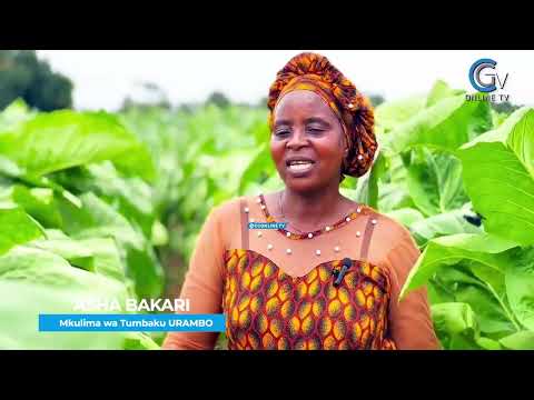 RAIS SAMIA ATAJWA UTAJIRI WA WAKULIMA WA TUMBAKU TABORA