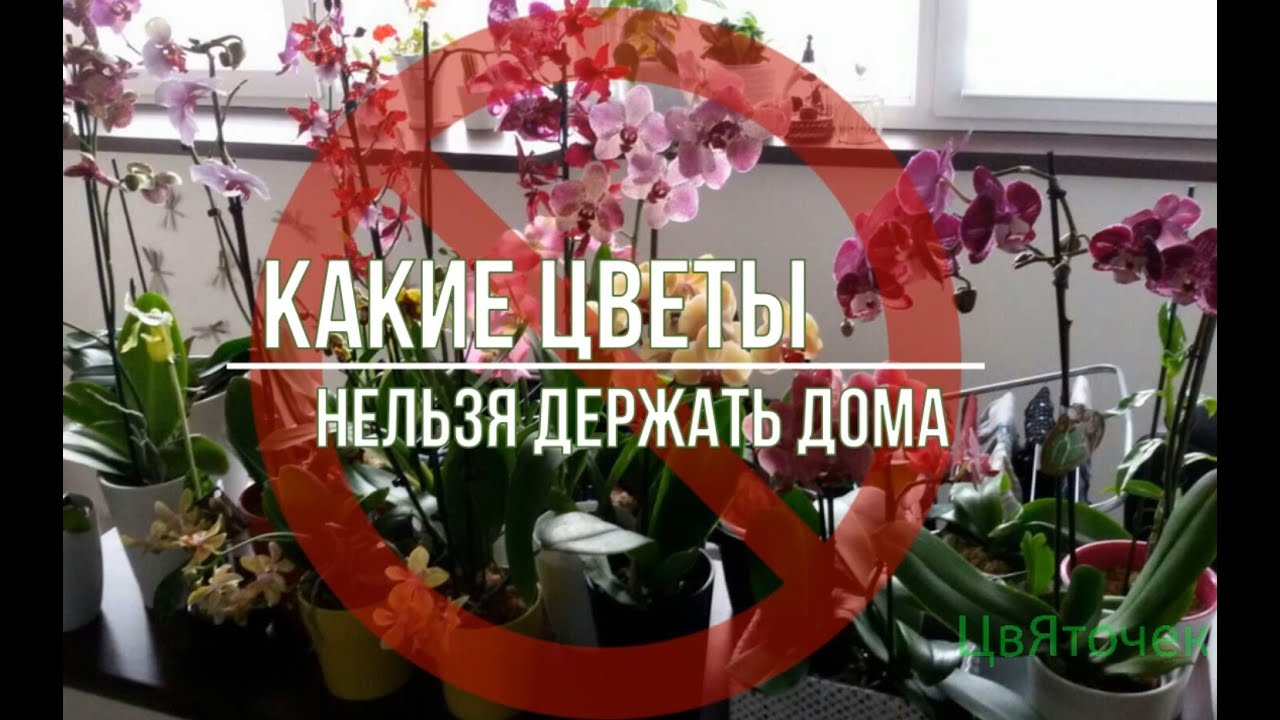 Почему дома нельзя держать розы. Цветы вампиры которые нельзя держать в доме. Какие искусственные цветы нельзя держать дома фото и приметы. Какие цветы нельзя держать дома и почему. Цветы нельзя заливать.