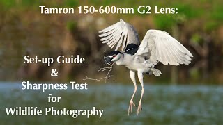 Tamron 150-600mm G2 Lens | Set up Guide & Sharpness Test for Wildlife Photography