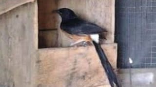Tanda dan Perilaku Murai Betina saat Telur Mulai Menetas