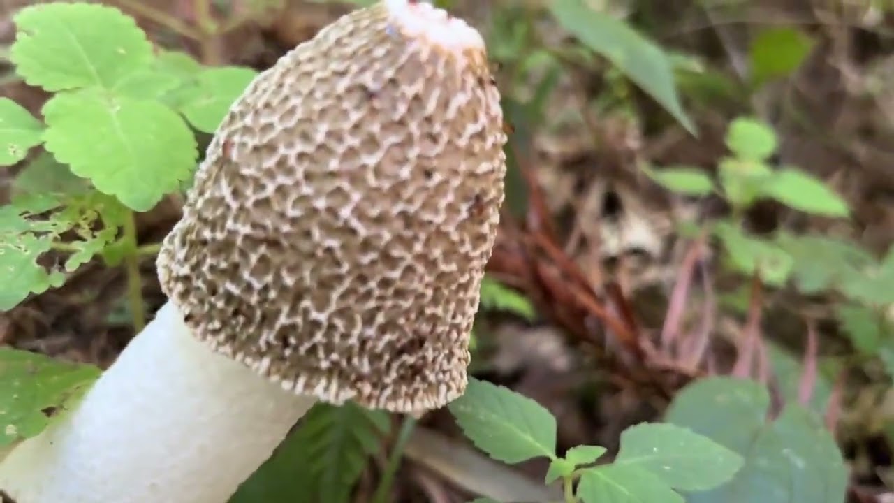 聽說深秋的山裡，蘑菇又多又好撿，遍地竹蓀收穫滿滿 #竹蓀 #採蘑菇 #撿菌子