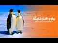 براري جزر الانتركتيكا القارة القطبية المنعزلة عن العالم | كويست عربية Quest Arabiya