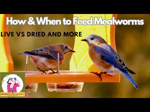 Video: Eten bluebirds gedroogde meelwormen?