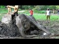 A feel Good story: A Weak Elephant gets treated and helped to stand up