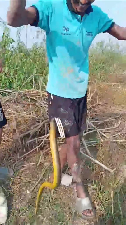Catching Anuwa  fish #youtubeshorts