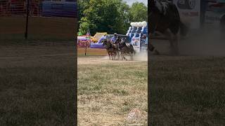 Small scrappers #horse #pony #miniaturehorse